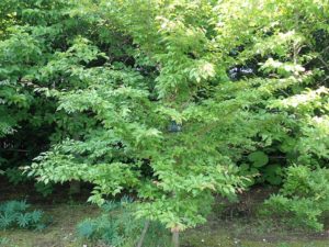 ヒメシャラ　全体